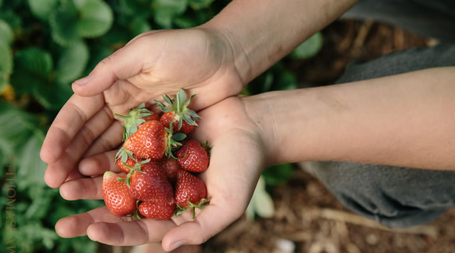 photo of hands holding freshly picked strawberries